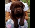 Labrador retriver, čokoladni štenci